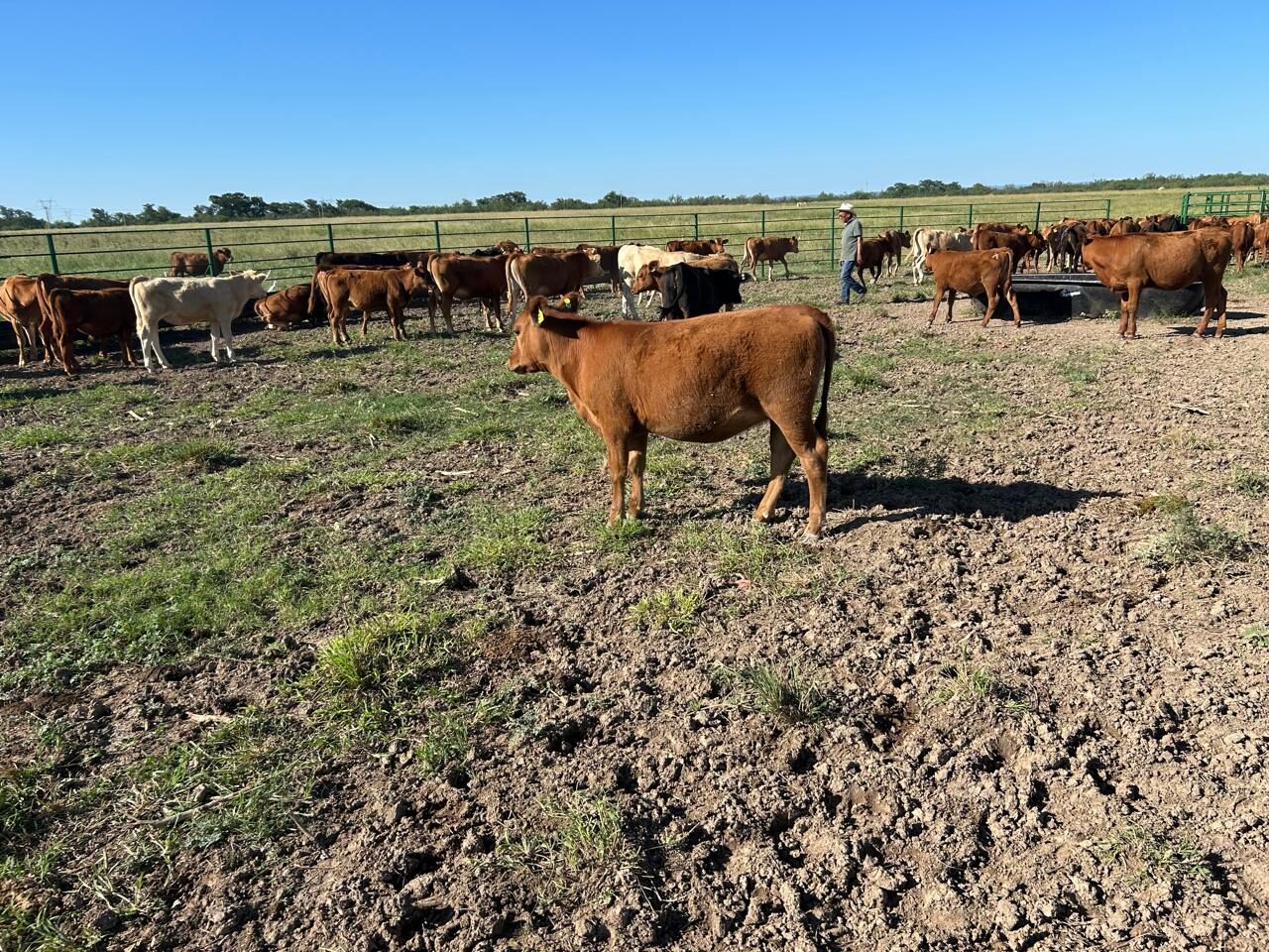 Labor diaria en el corral del rancho