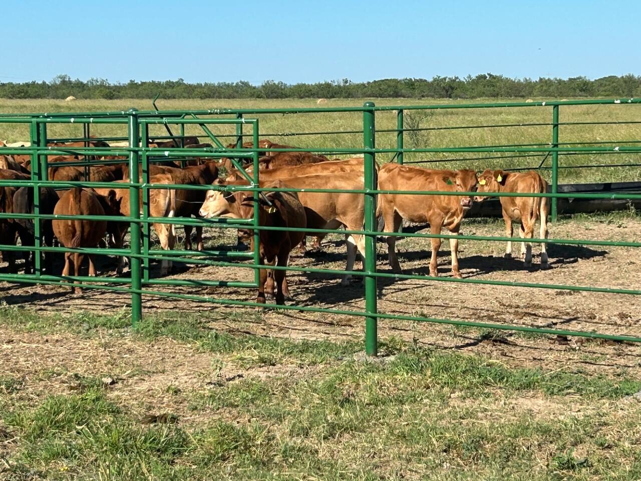 Hato en el corral de manejo